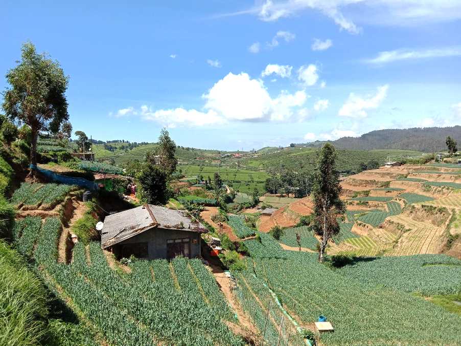 Kandapola ⇌ Pedro Estate