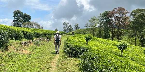 Hantana ⇌ Galaha