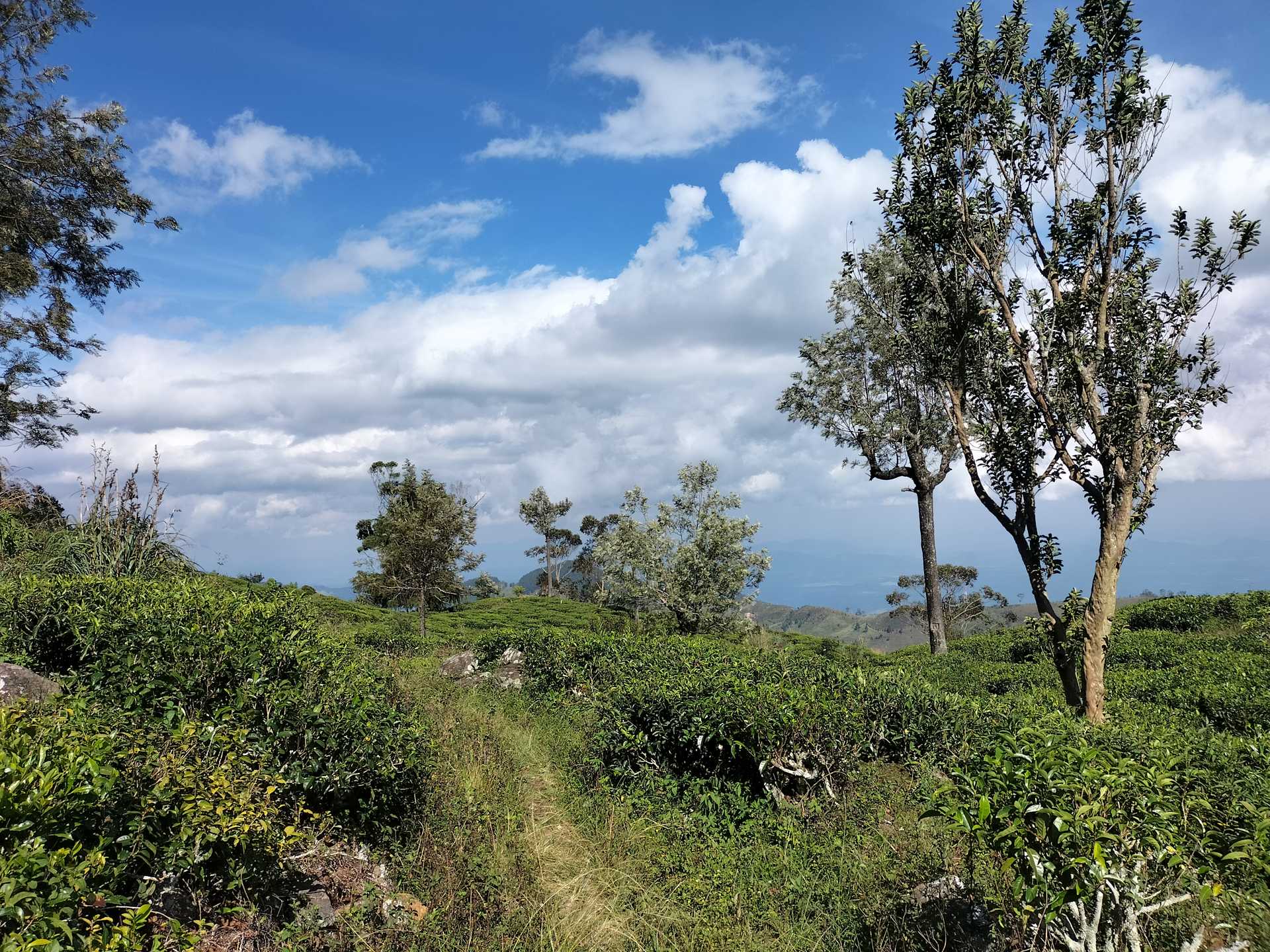 St. Catherine ⇌ Makulella